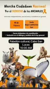 Diana Borboa, rescatista voluntaria, ha hecho un llamado a la ciudadanía sanluqueña y a asociaciones a unirse a la marcha en Cabo San Lucas.