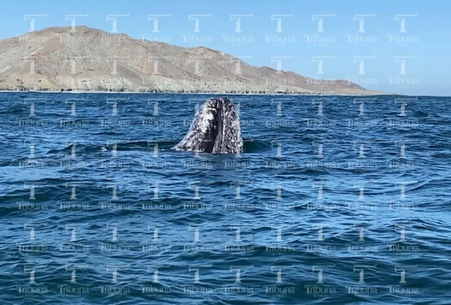 Ballena gris en bahía Almeja en Puerto Chale, municipio de La Paz