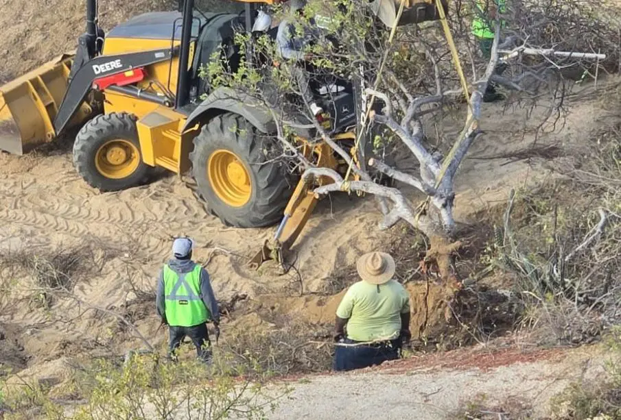 Denuncian desmonte ilegal en la zona del Tule