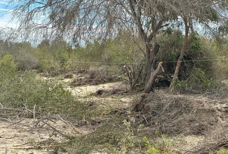 Cuatro personas fueron sorprendidas realizando trabajos no autorizados de desmonte, deshierbe y cercado en el arroyo de Las Ánimas, en San José del Cabo.