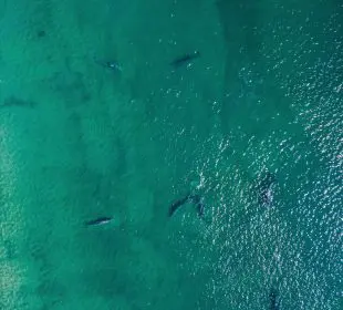 En Los Cabos, se ha registrado la presencia de ballenas grises muy cerca de la orilla, lo que ha llamado la atención de residentes y prestadores de servicios.