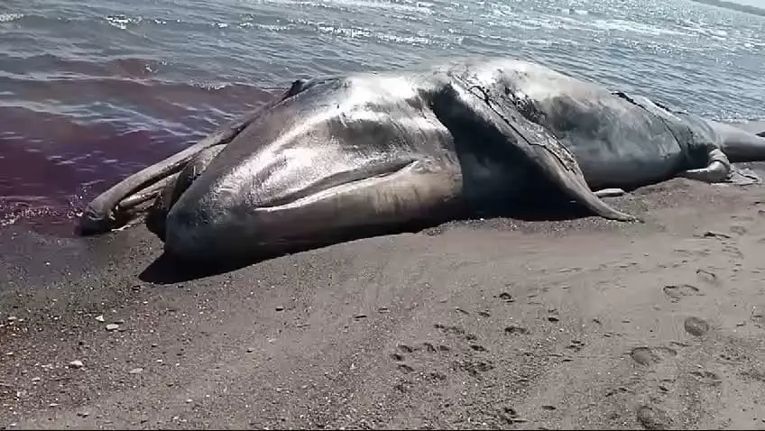 Ballena gris muerta en Punta Coyote Baja California Sur