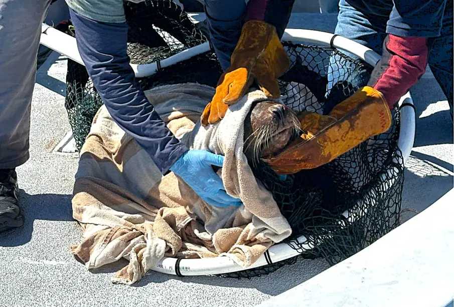 Rescate de lobos marinos en Baja California Sur