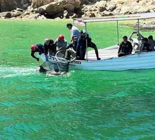 Un lobo marino fue rescatado en la bahía de Cabo San Lucas tras ser localizado con un anzuelo en el hocico.