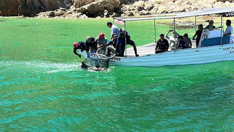 Un lobo marino fue rescatado en la bahía de Cabo San Lucas tras ser localizado con un anzuelo en el hocico.
