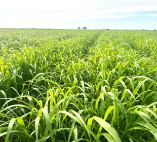 plantío agrícola