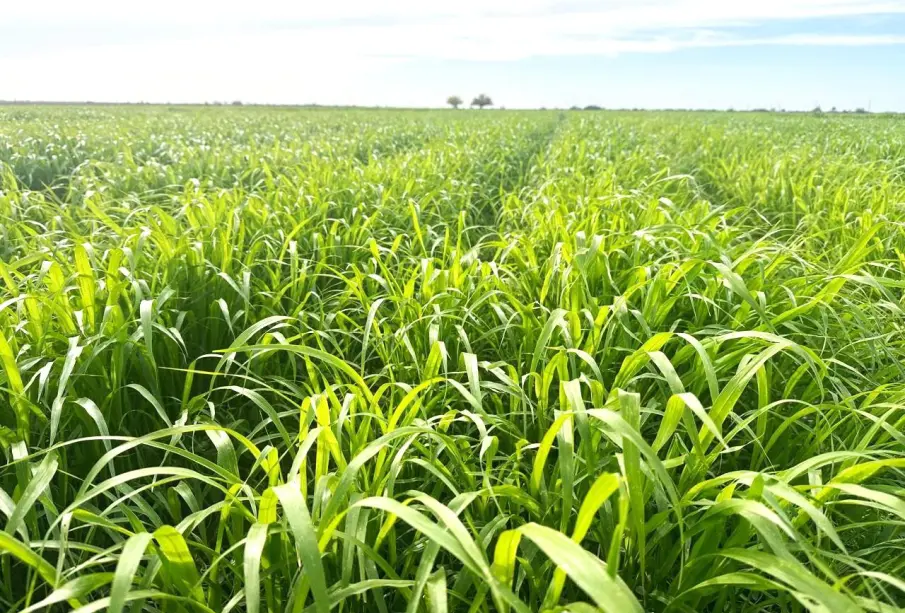 plantío agrícola