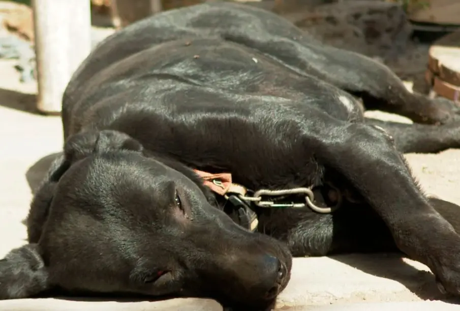 Perro doméstico en La Paz