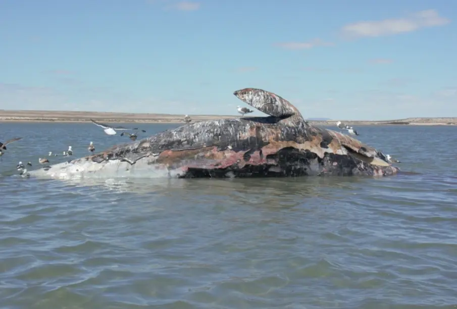 Mortalidad ballena gris en península de Baja California.
