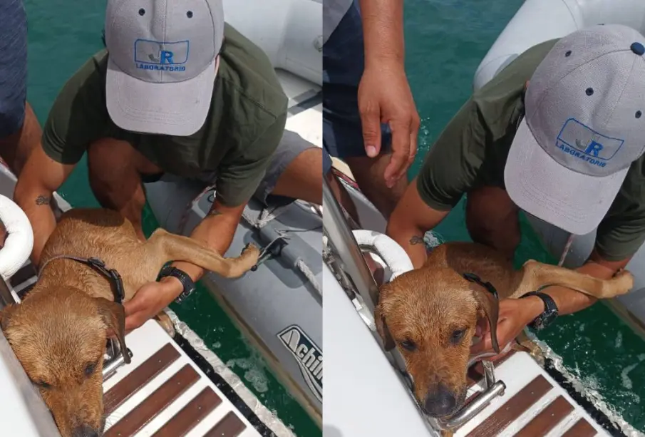 Salvan a perro que naufragaba en la bahía de La Paz