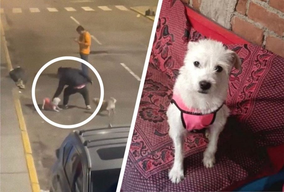 Hombre agrediendo a un perro en Trujillo, Perú