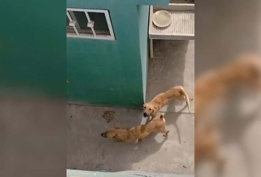 Perros abandonados en La Paz.