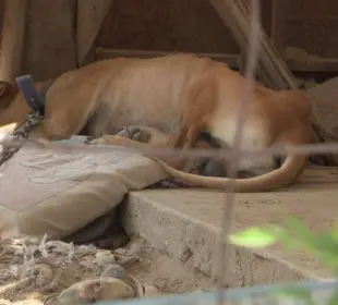 Aunque el municipio de Los Cabos ha impulsado acciones contra el maltrato y abandono animal mediante el Comité Pro Animal, la problemática sigue presente en calles, colonias populares y zonas de invasión.