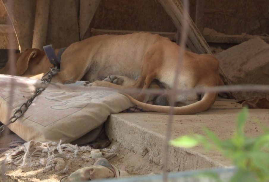 Aunque el municipio de Los Cabos ha impulsado acciones contra el maltrato y abandono animal mediante el Comité Pro Animal, la problemática sigue presente en calles, colonias populares y zonas de invasión.