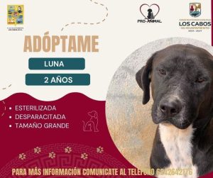El proceso de adopción, requiere que los interesados garanticen un entorno digno y trato respetuoso para los animales rescatados, considerados seres sintientes que han sobrevivido a situaciones de maltrato.