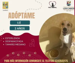La Dirección Municipal de Ecología y Medio Ambiente ha logrado algunos rescates gracias a reportes ciudadanos al 911. Varios animales han sido adoptados, pero el número total de mascotas bajo resguardo se mantiene sin cambios debido al ingreso constante de nuevos casos,