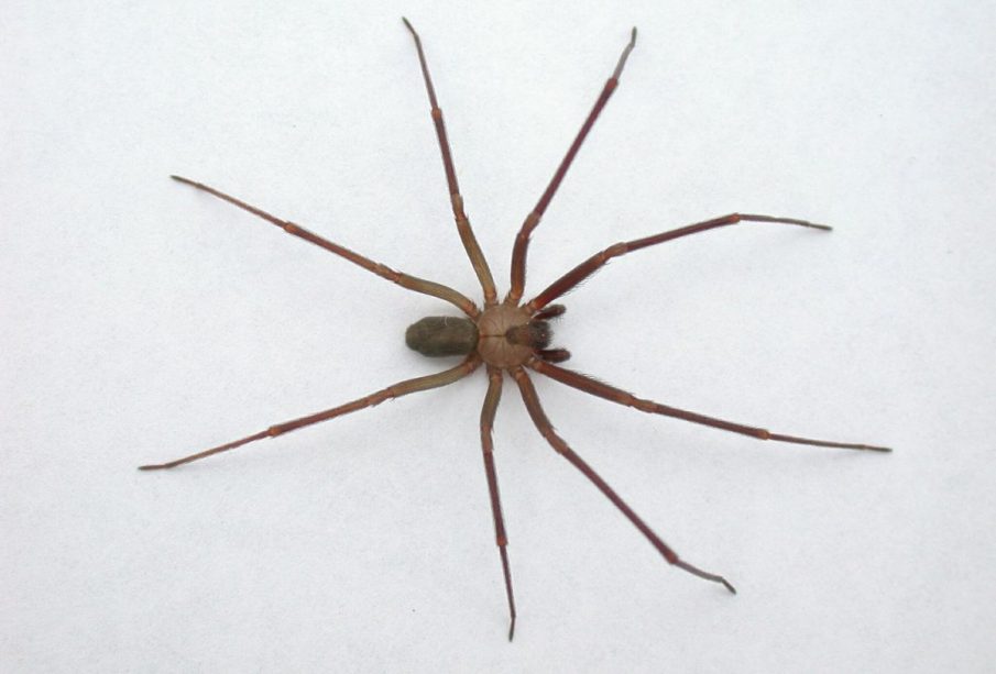 Araña violinista