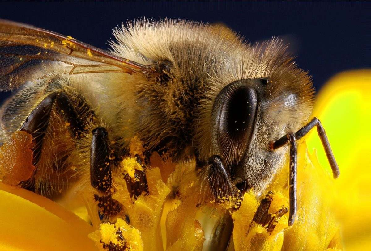 Abeja en una flor