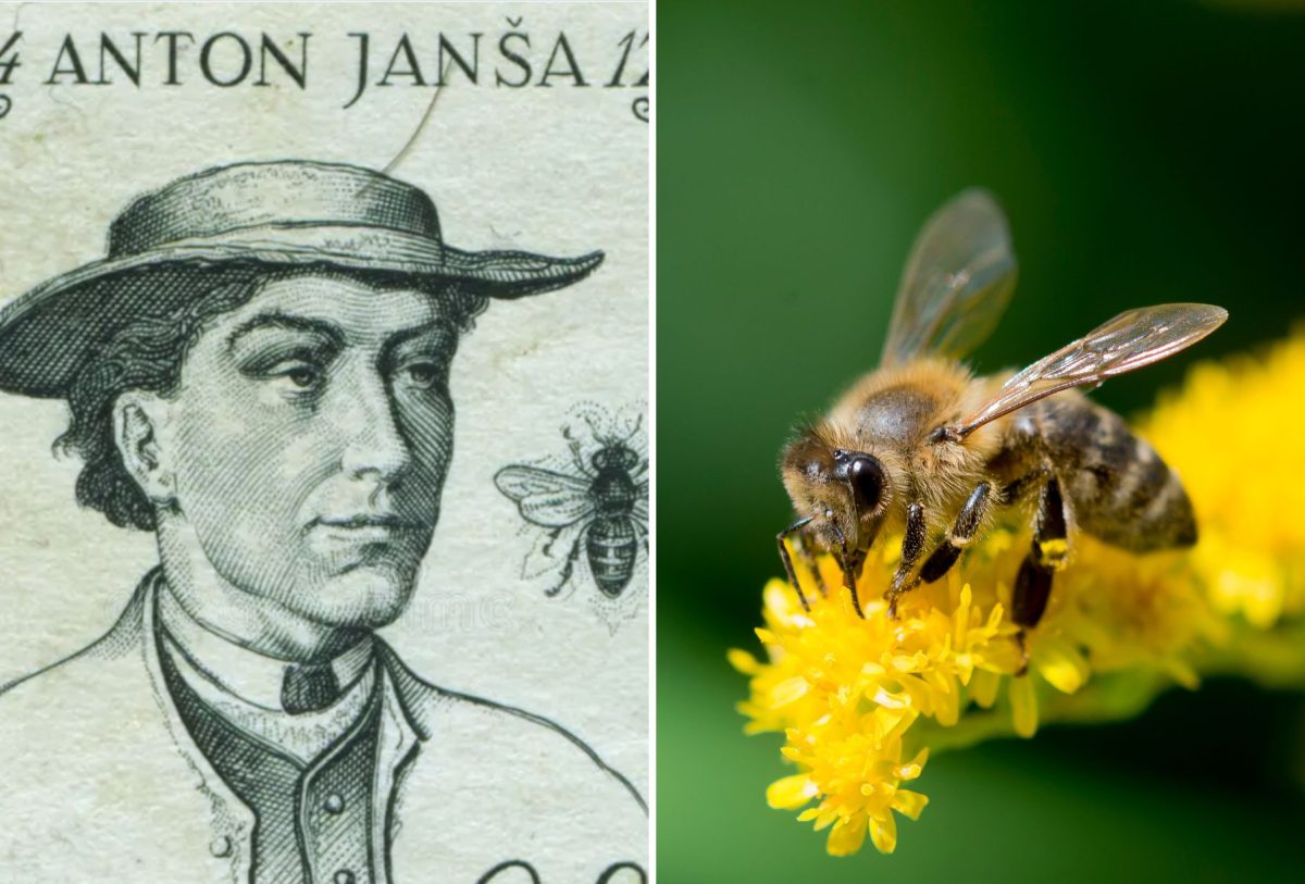 Anton Janša y una abeja
