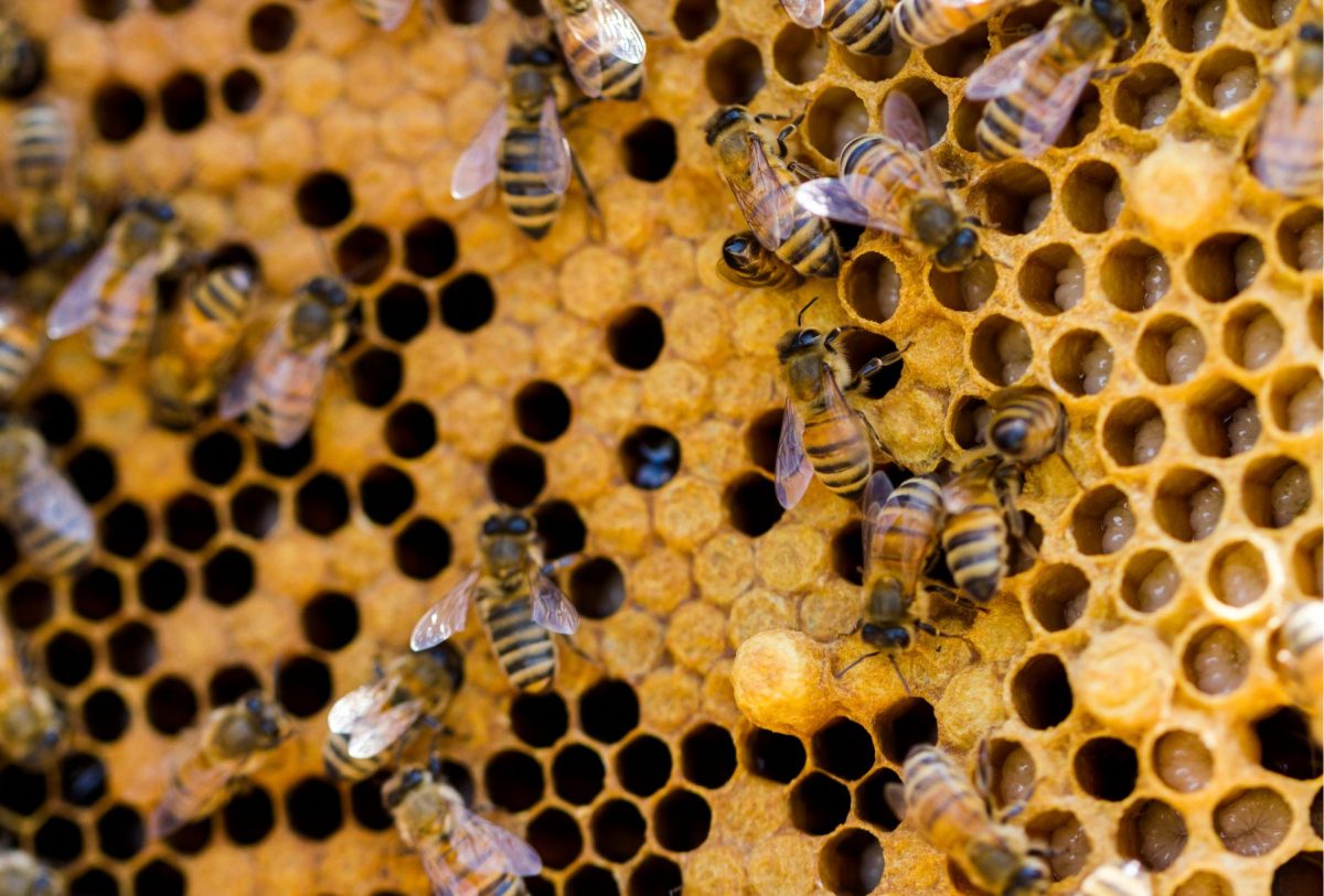 Abejas en una colmena