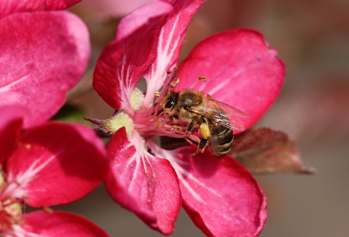 Abeja en una flor