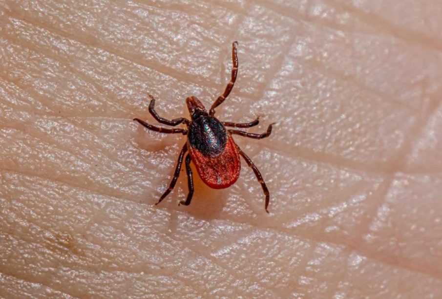 Garrapata provoca muerte de niña por Rickettsia en Durango