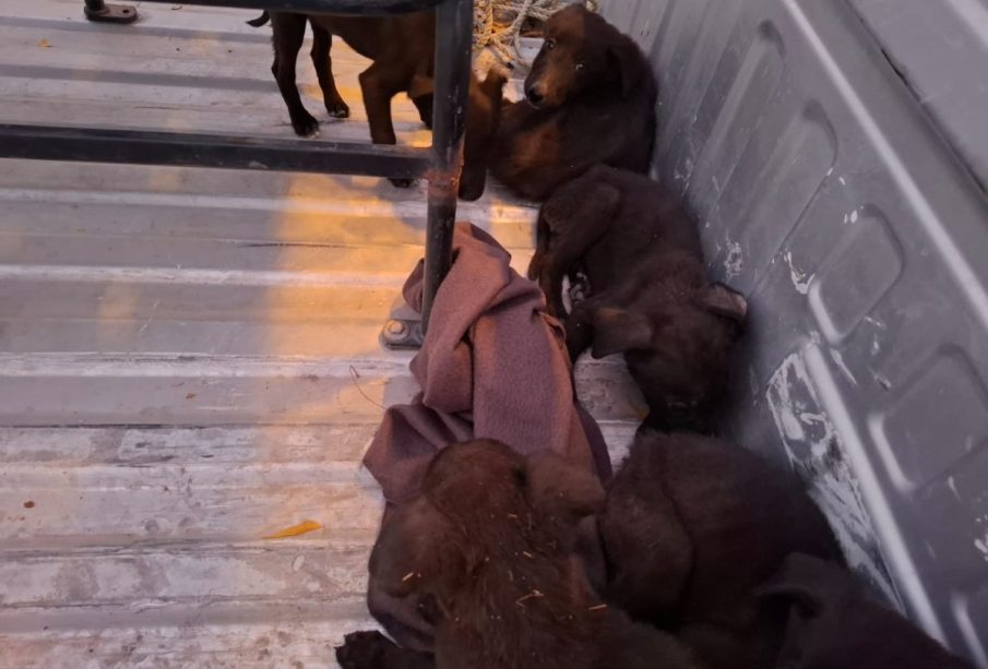 Policías rescatan cachorros abandonados rumbo a Los Planes