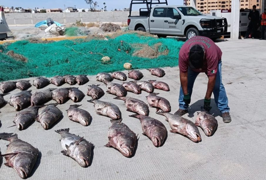 Totoaba bajo amenaza por pesca ilegal