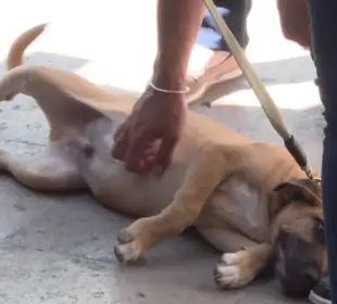 Organizaciones de rescate denuncian que el abandono y las agresiones contra animales persisten en Los Cabos, sin que las autoridades apliquen sanciones ejemplares.