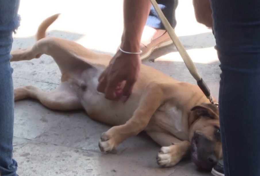 Organizaciones de rescate denuncian que el abandono y las agresiones contra animales persisten en Los Cabos, sin que las autoridades apliquen sanciones ejemplares.