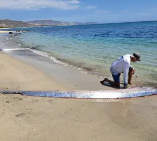 Peces remo varados en Cabo del Este generan alarma