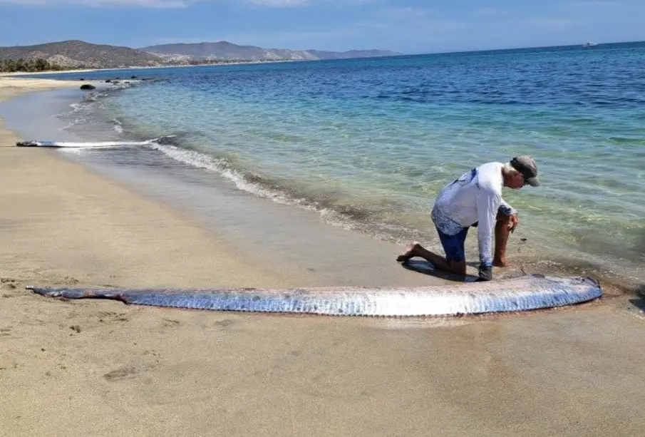 Peces remo varados en Cabo del Este generan alarma
