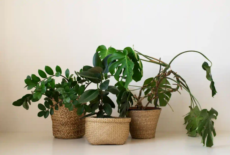 plantas decorativas