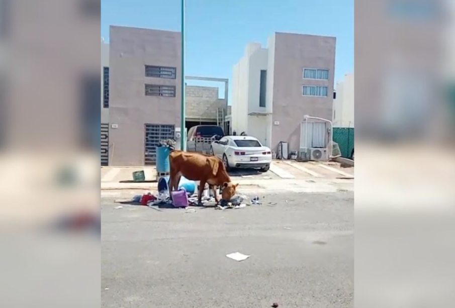 Vaca comiendo basura