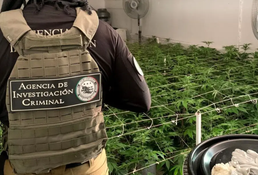 La Fiscalía General de la República (FGR) informó que, durante junio, realizó 94 cateos y 56 aseguramientos en la región Noroeste del país, como parte de los operativos contra delitos federales.