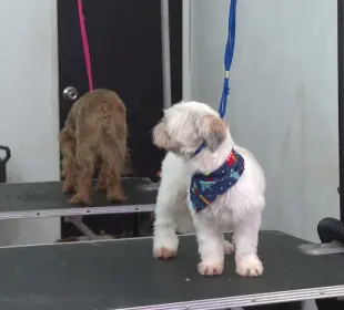 La iniciativa busca reformar la Ley del ISR para que los gastos veterinarios sean deducibles y así prevenir el abandono animal.