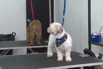 La iniciativa busca reformar la Ley del ISR para que los gastos veterinarios sean deducibles y así prevenir el abandono animal.