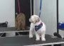 La iniciativa busca reformar la Ley del ISR para que los gastos veterinarios sean deducibles y así prevenir el abandono animal.