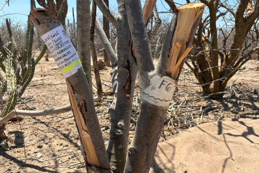 El colectivo Búsqueda X La Paz confirmó el hallazgo de ocho osamentas humanas en cuatro fosas clandestinas localizadas en la carretera La Paz–San Juan de la Costa. Se solicita a los familiares de personas desaparecidas ponerse en contacto para recibir información