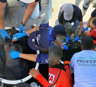 Un lobo marino fue rescatado en la Marina de Cabo San Lucas tras quedar enmallado con artes de pesca.