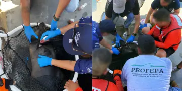 Un lobo marino fue rescatado en la Marina de Cabo San Lucas tras quedar enmallado con artes de pesca.