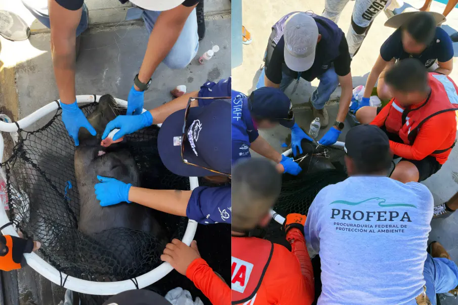 Un lobo marino fue rescatado en la Marina de Cabo San Lucas tras quedar enmallado con artes de pesca.