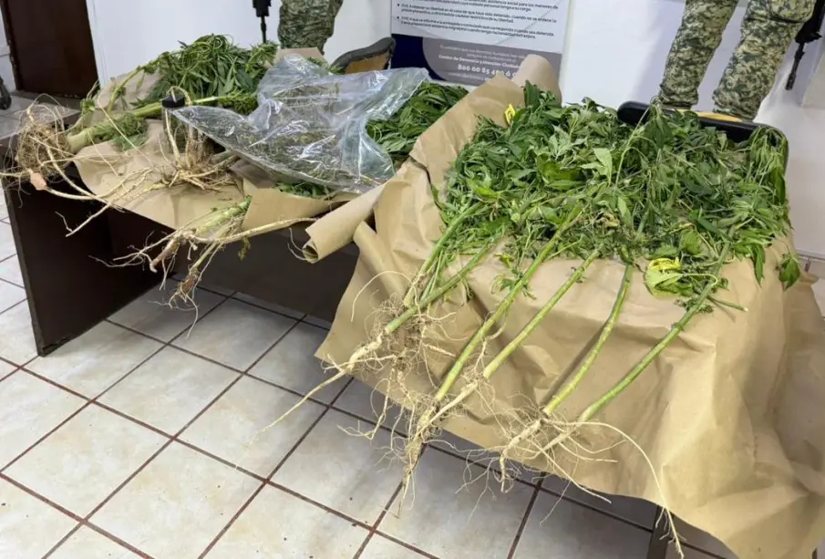 La Fiscalía General de la República y autoridades federales catearon un domicilio en Ciudad Constitución en la que encontraron 24 plantas de marihuana, frascos con vegetal seco y el inmueble; la investigación sigue abierta.