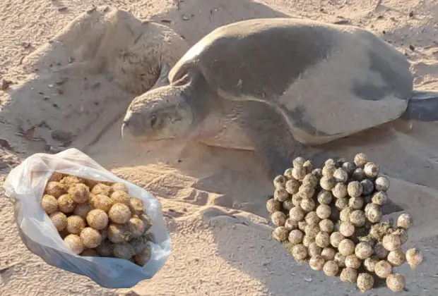 Este fin de semana comenzó la anidación de tortuga golfina en Los Cabos. Tu ayuda es esencial