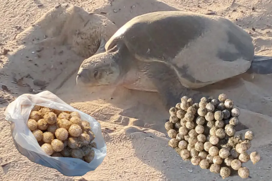 Este fin de semana comenzó la anidación de tortuga golfina en Los Cabos. Tu ayuda es esencial