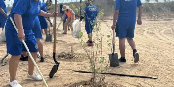 Reforestación