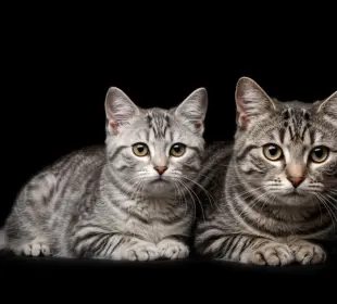 Gato