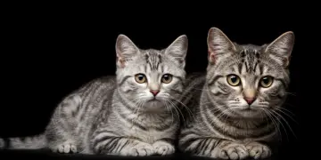 Gato