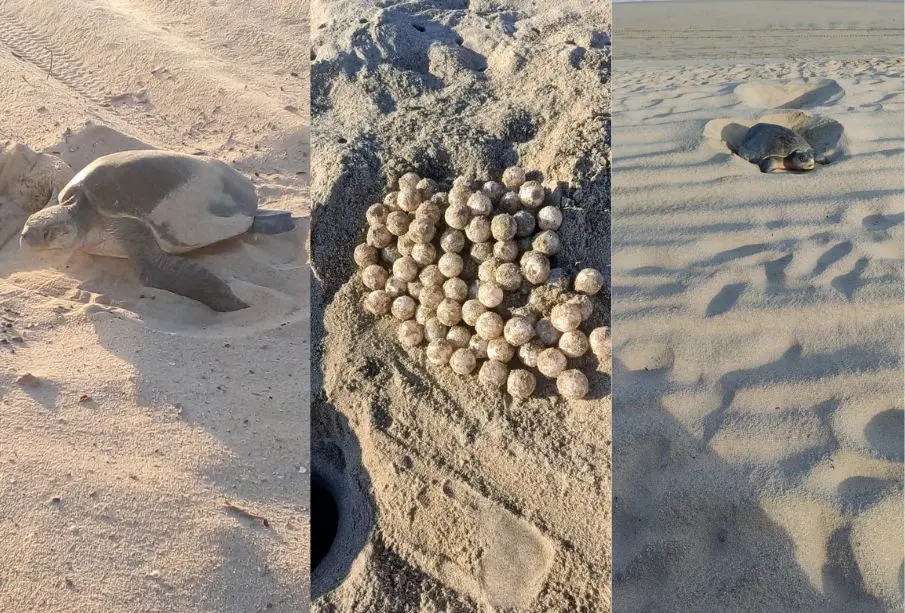 : De julio a noviembre, las tortugas arriban a las costas de Los Cabos para desovar
