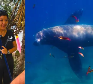 Iniciativa legislativa busca blindar rescates de lobos marinos en México